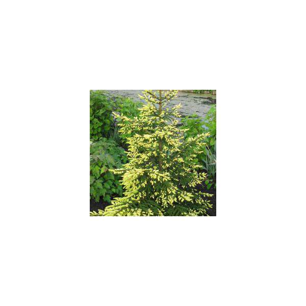 Picea orientalis'Aureospicata' 
