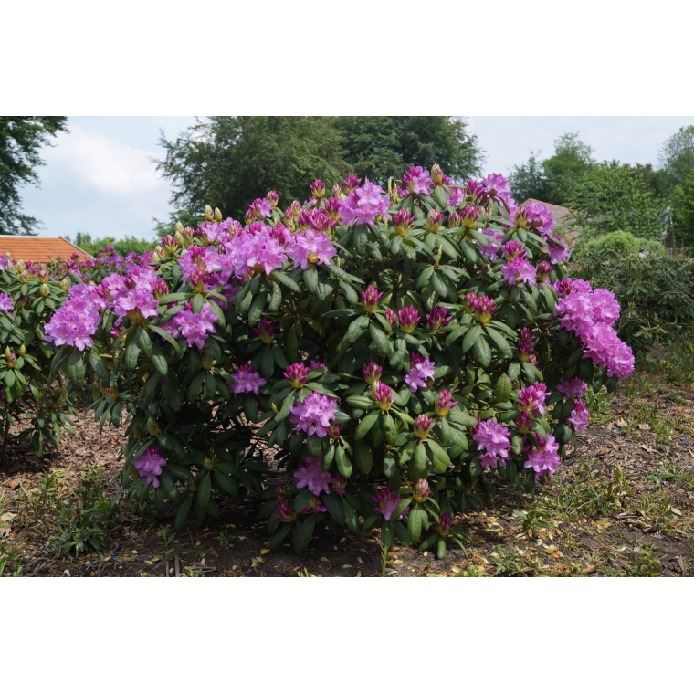 Rhododendron'Roseum Elegans' 