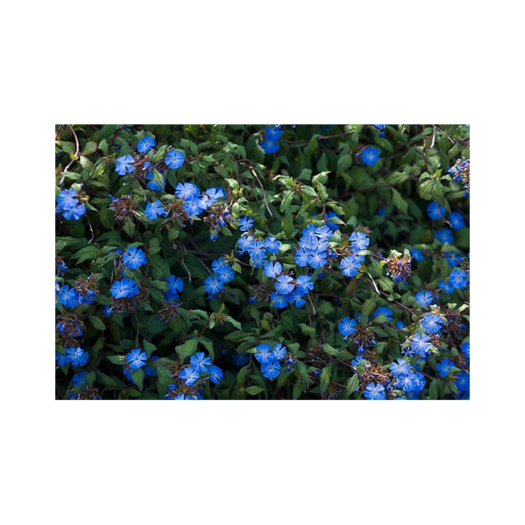 Ceratostigma griffithii