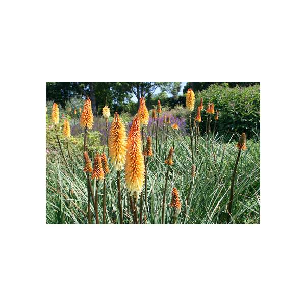Kniphofia'Tawny King'