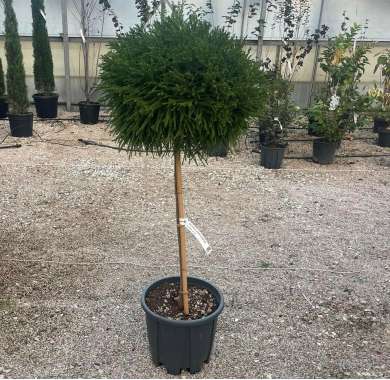 Cryptomeria japonica'Little Champion' 