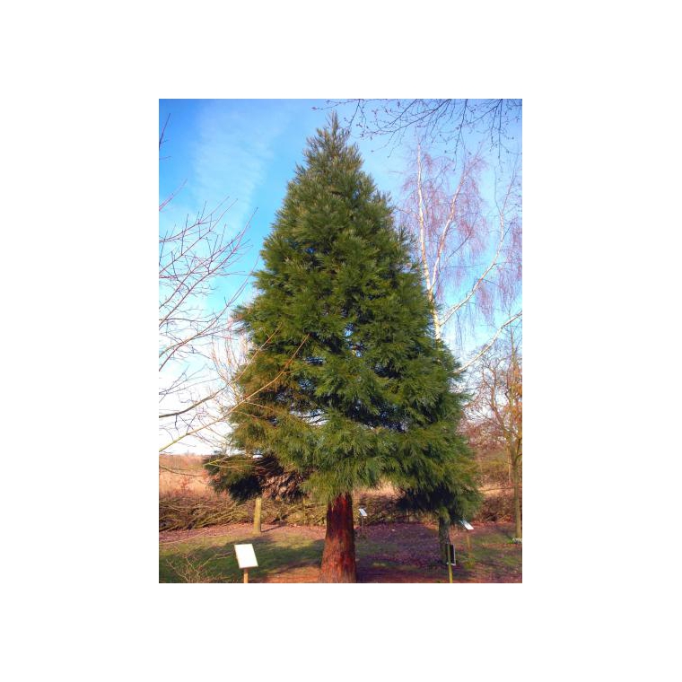 Sequoiadendron giganteum 