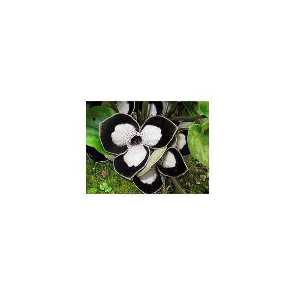 Asarum maximum'Ling Ling'