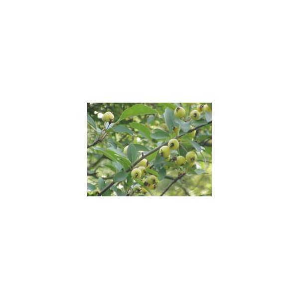 Malus micromalus 