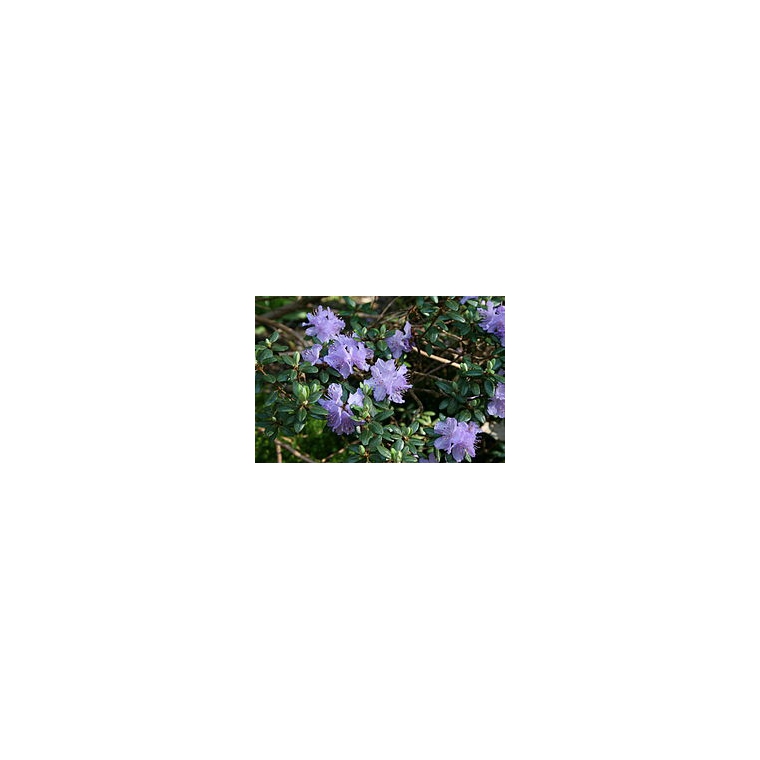 Rhododendron'Russatum' 