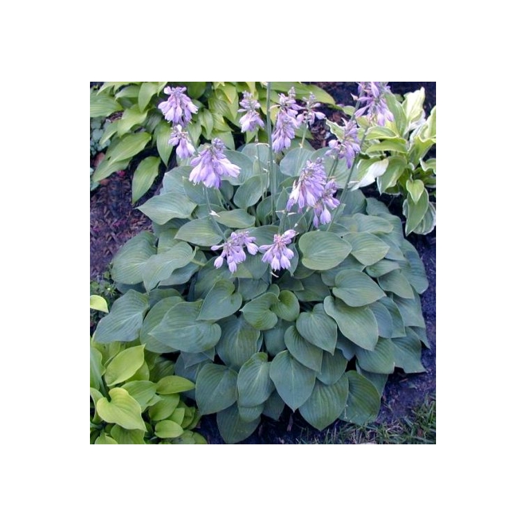 Hosta'Blue Cadet'
