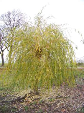 Salix sepulcralis'Chrysocoma' 