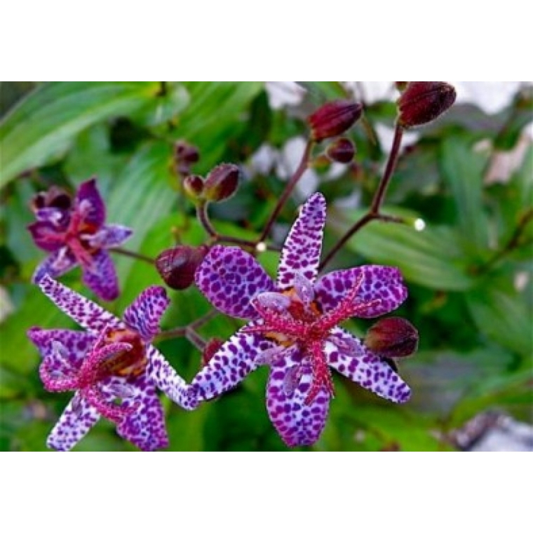 Tricyrtis formosana'Purple Beauty'