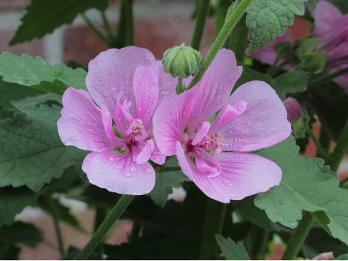 Alcea'Parkrondell'
