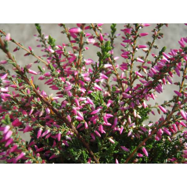 Calluna vulgaris'Asli' 