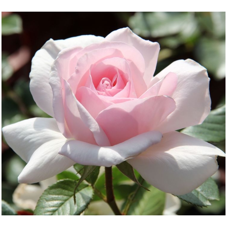 Whiter Shade of Pale 