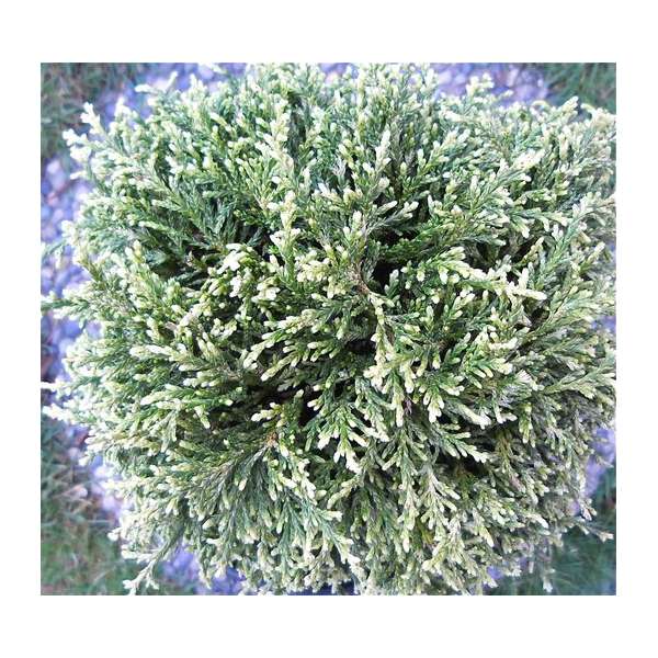 Chamaecyparis pisifera'White Pygmy' 