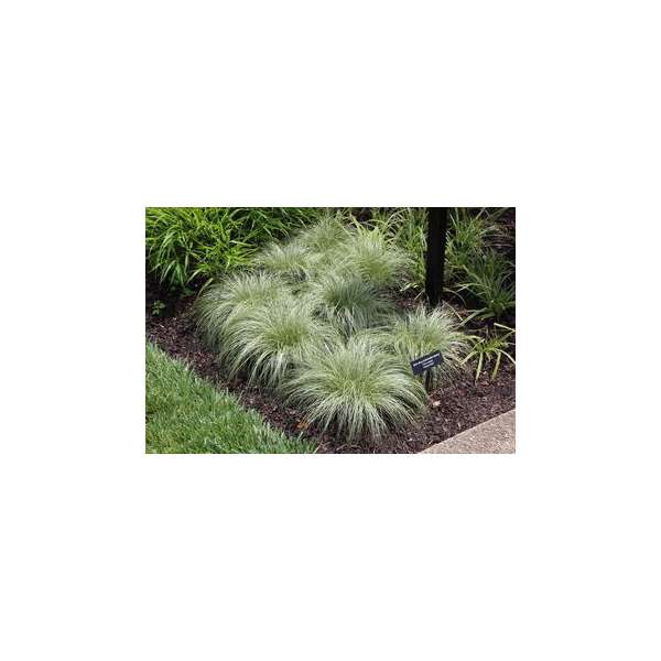 Carex comans'Amazon Mist'