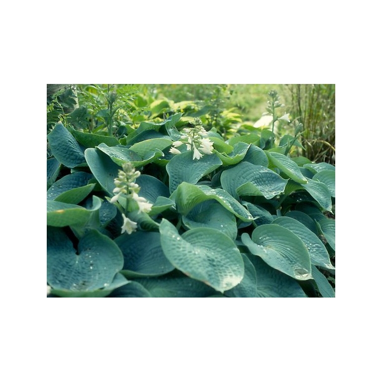Hosta sieboldiana'Elegans'