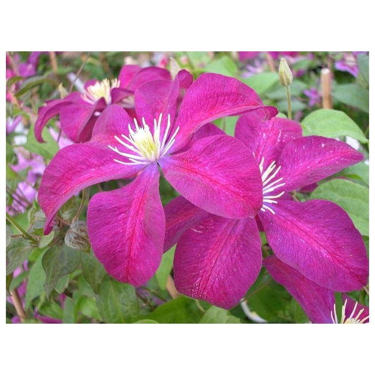 Clematis patens'Voluceau' 