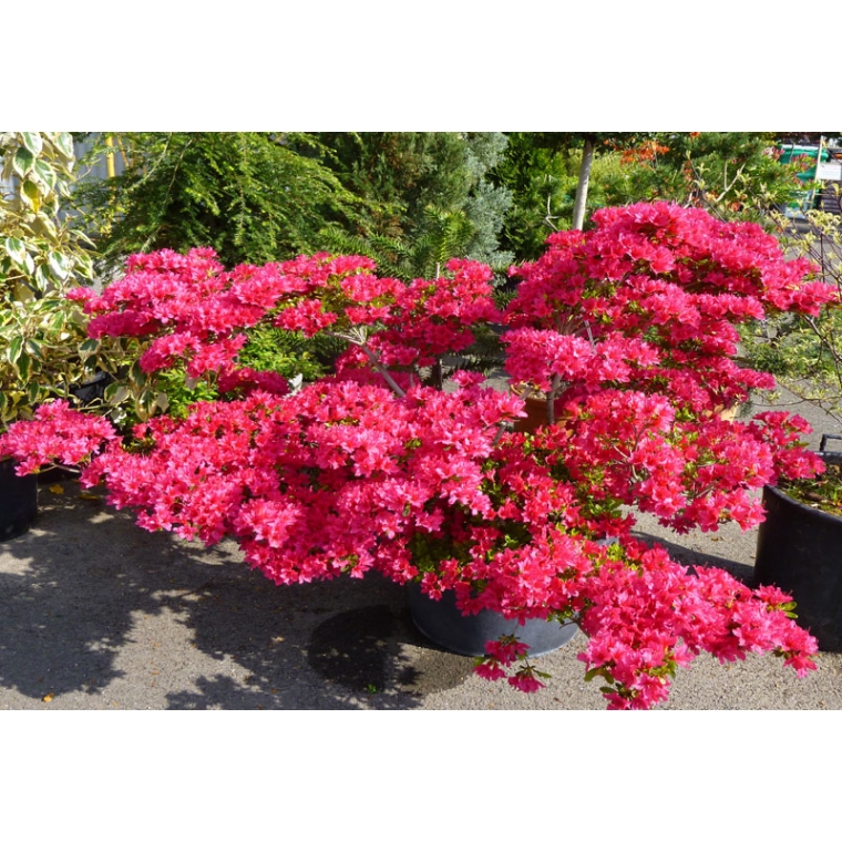 Azalea japonica'Toreador' 