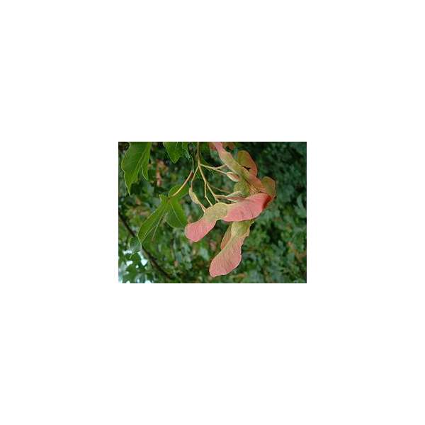 Acer campestre 