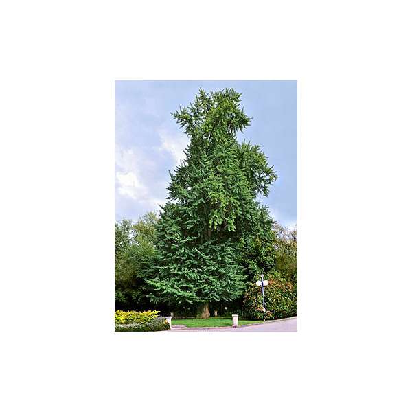 Ginkgo biloba 