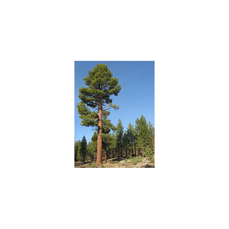Pinus jeffreyi 