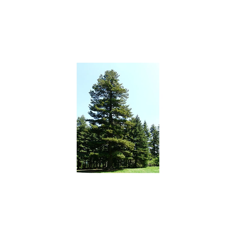 Pinus peuce 