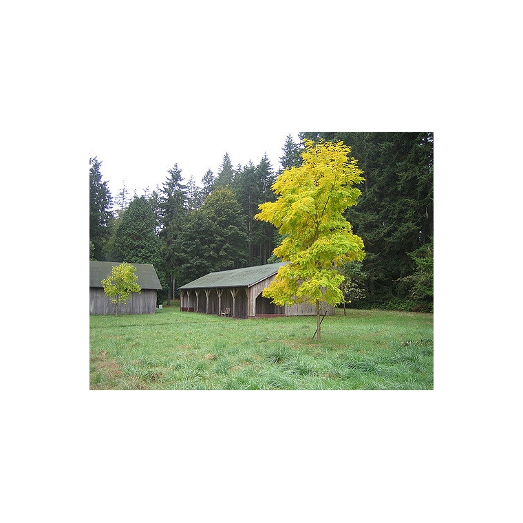 Robinia pseudoacacia'Frisia' 