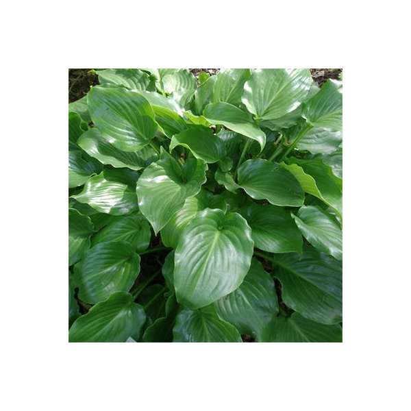 Hosta'Invincible'