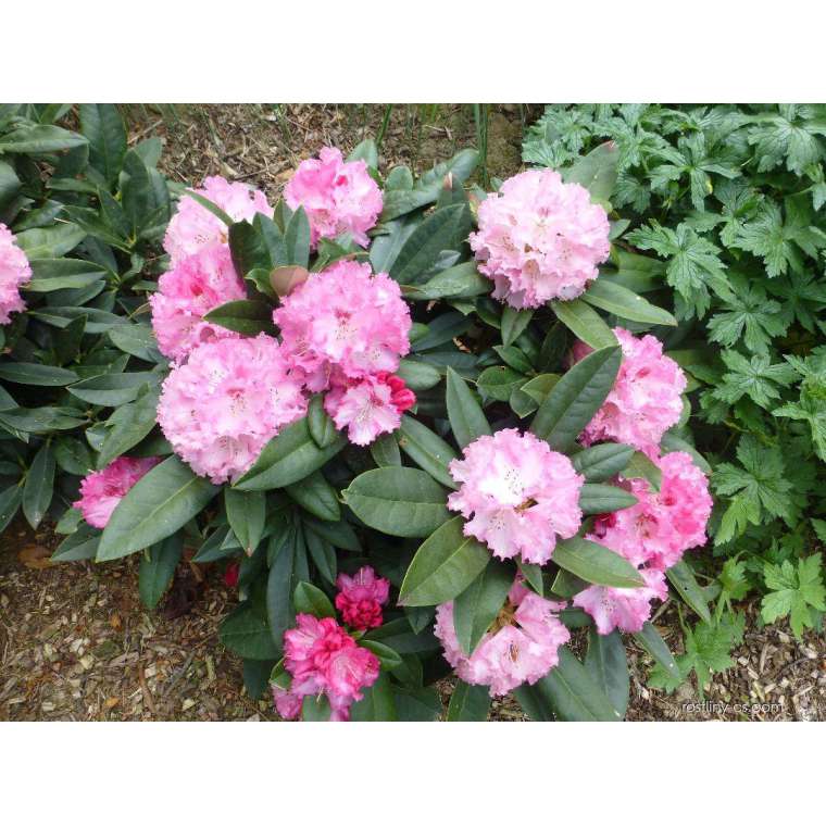 Rhododendron yakishimanum'Arabella' 