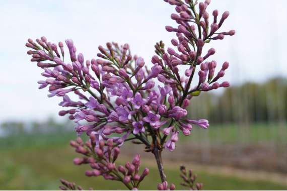 Syringa chinensis'Lilac Sunday' 