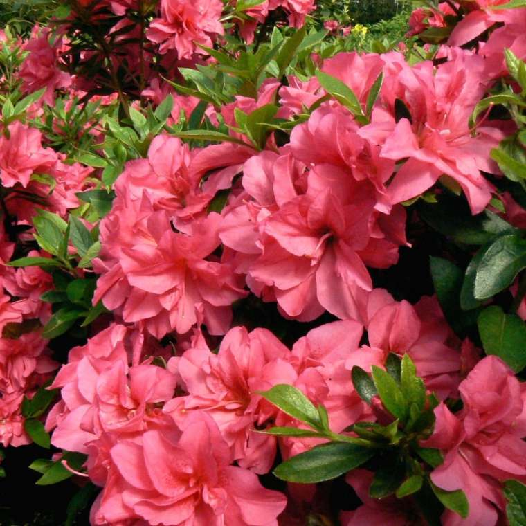 Azalea japonica'Lily Marleen' 