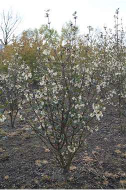 Syringa pinnatifolia 