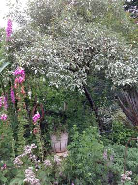 Elaeagnus angustifolia'Quicksilver' 