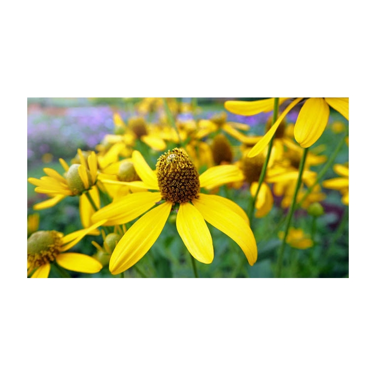 Rudbeckia nitida'Herbstsonne'