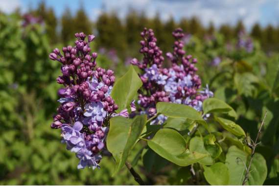 Syringa vulgaris'Nadezhda' 