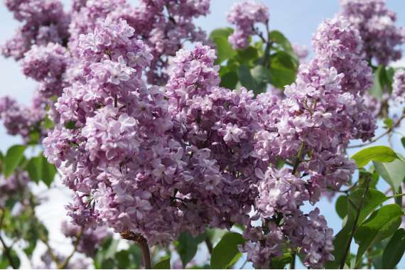 Syringa vulgaris'Paul Deschanel' 