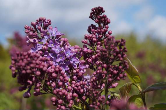 Syringa vulgaris'Ruhm van Horstenstein' 
