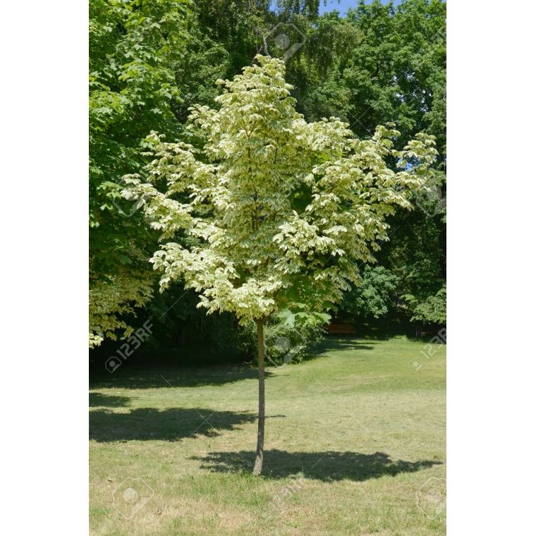 Acer platanoides'Drummondii' 