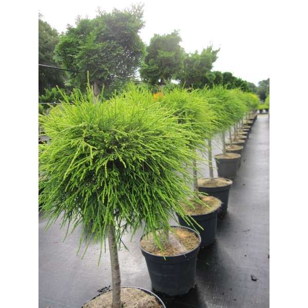 Chamaecyparis pisifera'Sungold' 