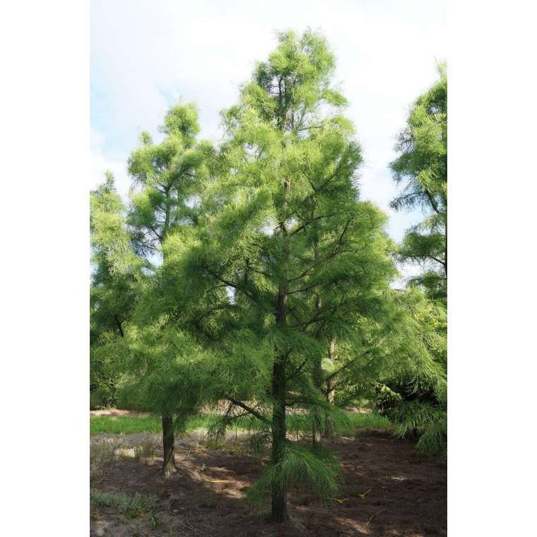 Taxodium distichum'Nutans' 