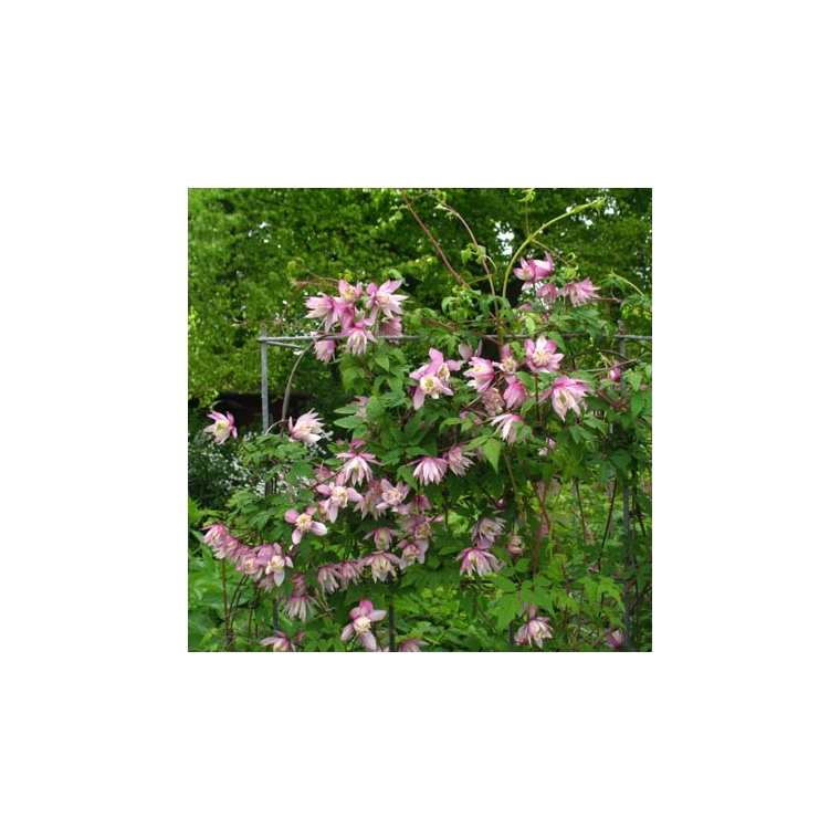 Clematis'Pink Flamingo' 