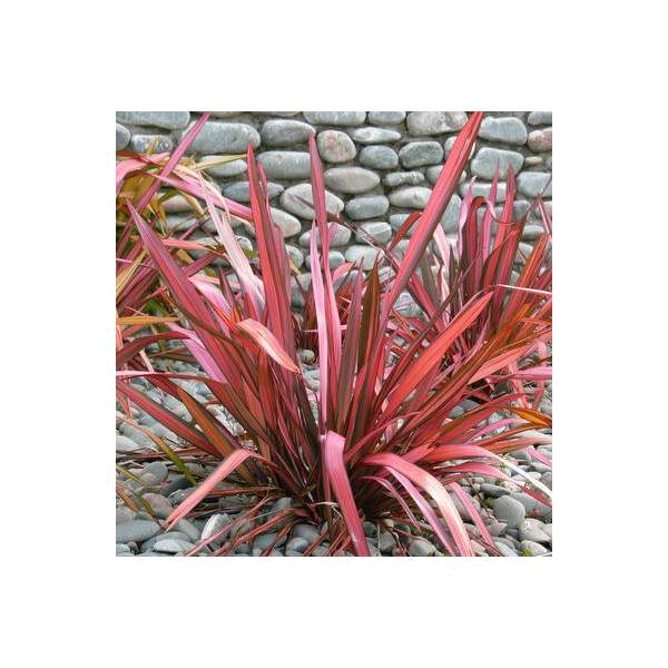 Phormium'Evening glow' 