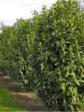 Prunus laurocerasus'Genolia' 