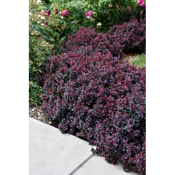 Berberis thunbergii'Concorde' 