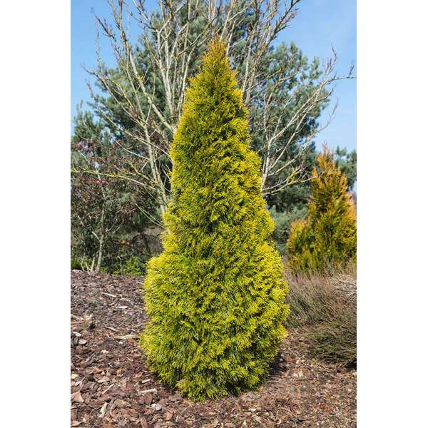 Thuja occidentalis'Golden Smaragd' 