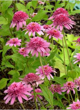 Echinacea'Pink Double Delight'