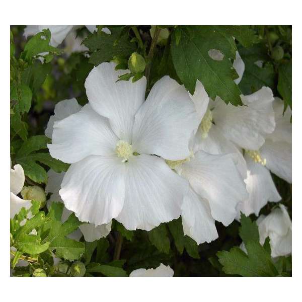Hibiscus syriacus'Diana' 