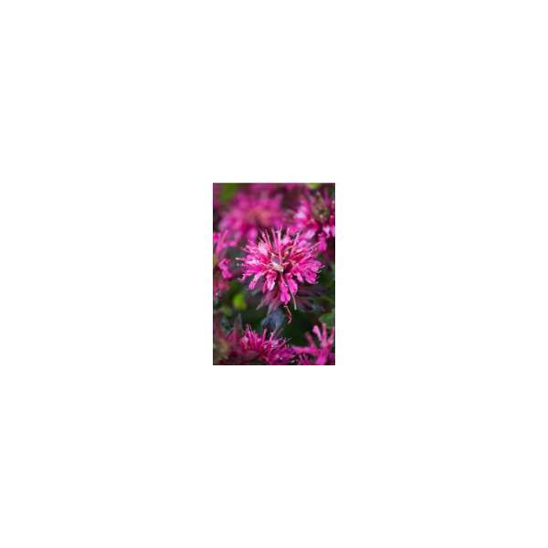 Monarda'Dancing Bird'