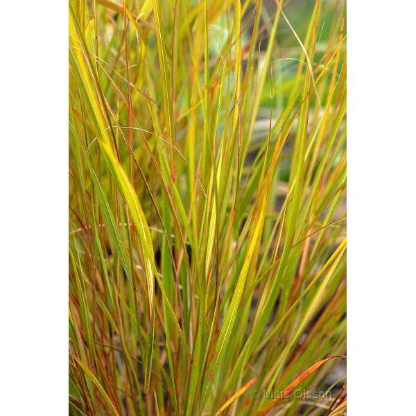 Anemanthele lessoniana'Sirocco'