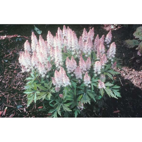 Tiarella'Pink Skyrocket'