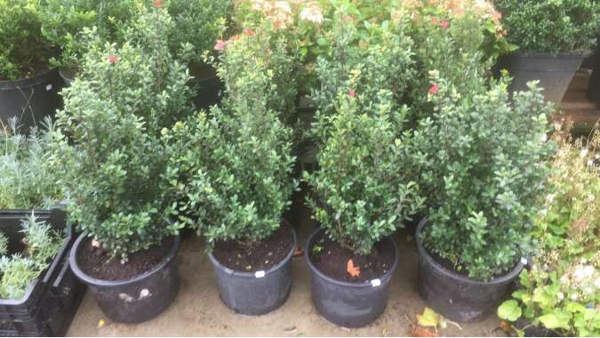 Ilex crenata'Caroline Upright' 