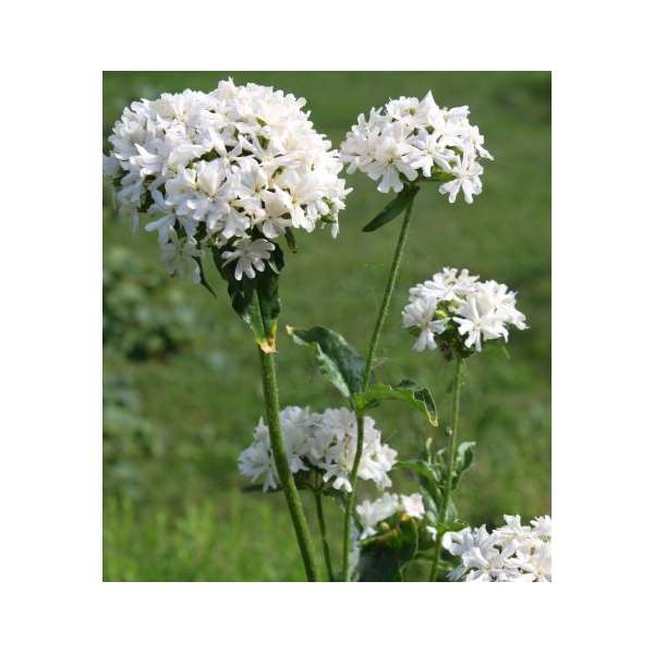 Lychnis chalcedonica'Alba'